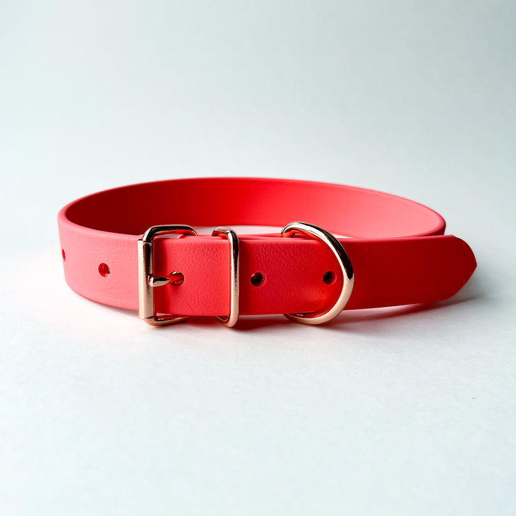 Coral dog collar sale